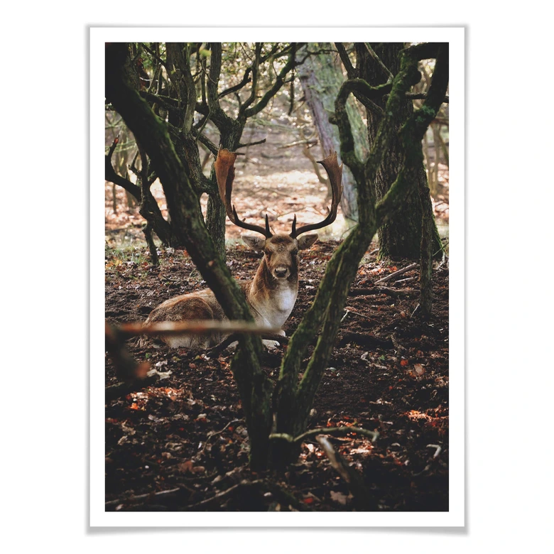 Poster Pause im Wald 