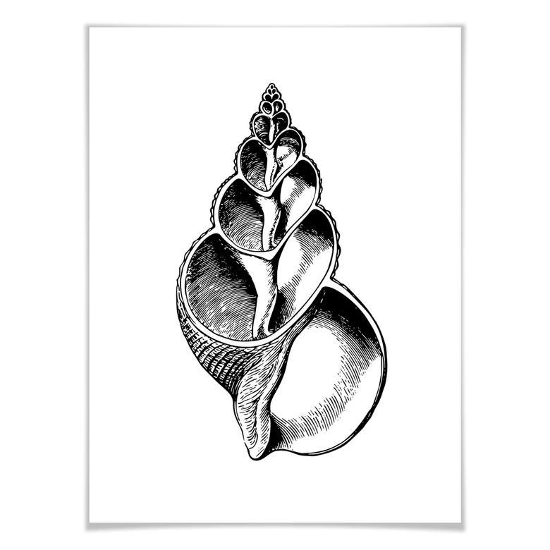 Poster Seashell 01 