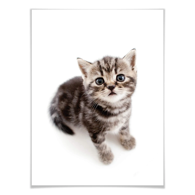 Poster Kitten 03 