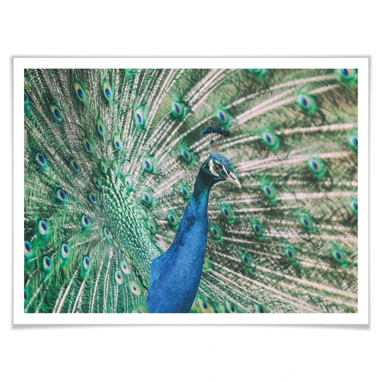Poster Peacock 