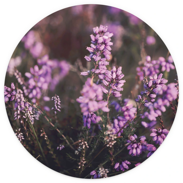 Natur Fototapete Lila Heideblüte im warmen Licht - Annie - Rund - Selbstklebend/Vlies 