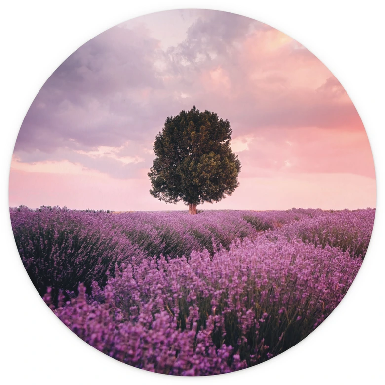 Fototapete Lila Lavendelfelder bei Sonnenuntergang - Cevik - Rund - Selbstklebend/Vlies 