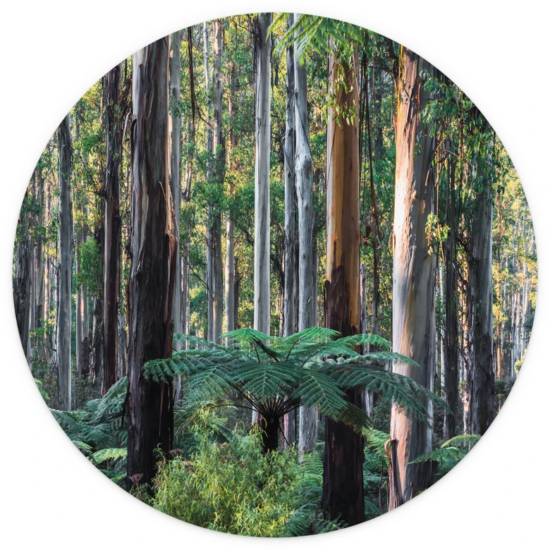 Fototapete Eukalyptuswald in den Yarra Ranges | Waldtapete - Colombo - Rund - Selbstklebend/Vlies 
