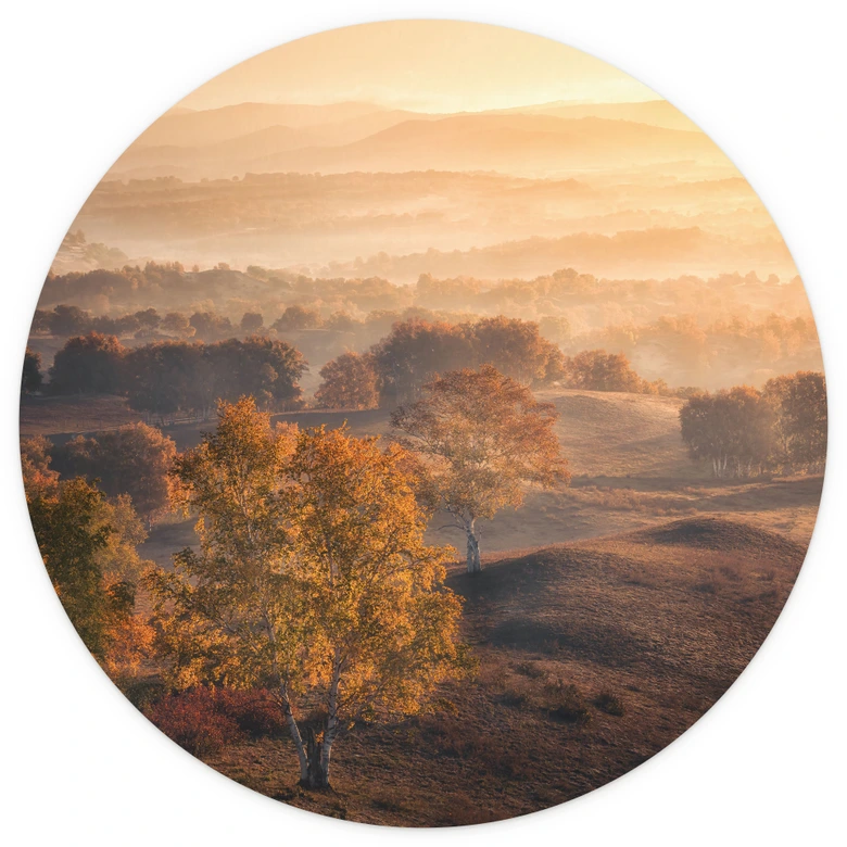 Fototapete Birkenbäume im goldenen Morgentau | Natur Landschaft - Cui - Rund - Selbstklebend/Vlies 