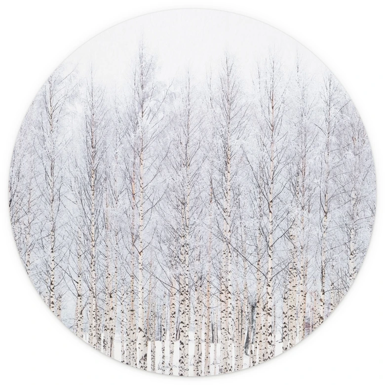 Papier peint photo forêt arbres | forêt de bouleaux en hiver - EMELIEmaria - rond - auto-adhésif/non tissé 