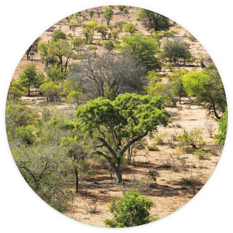 Fototapete Savannenlandschaft in Afrika - Hugonnard - Rund - Selbstklebend/Vlies 