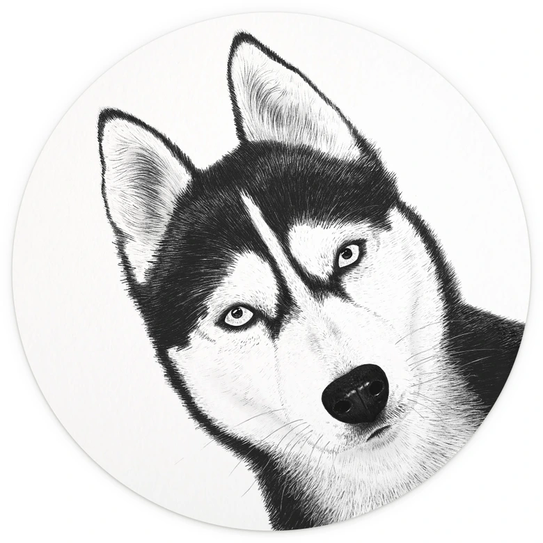 Fotomural husky siberiano - retrato perro - Korenkova - Redondo - - Papel pintado autoadhesivo/no tejido 