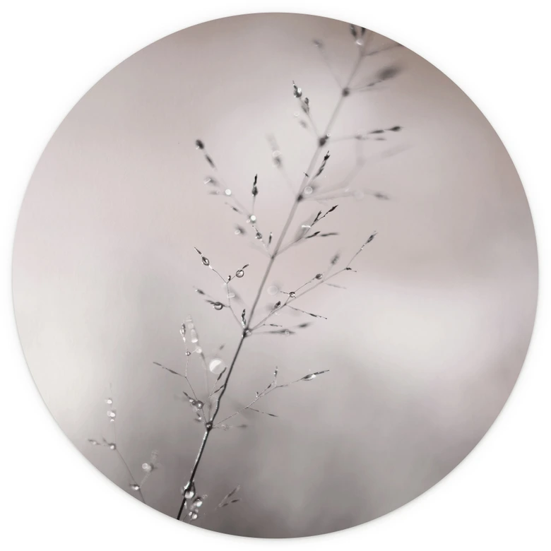 Fototapeta Źdźbła trawy z kroplami rosy - Parapet - Okrągły - Samoprzylepna / włókninowa 