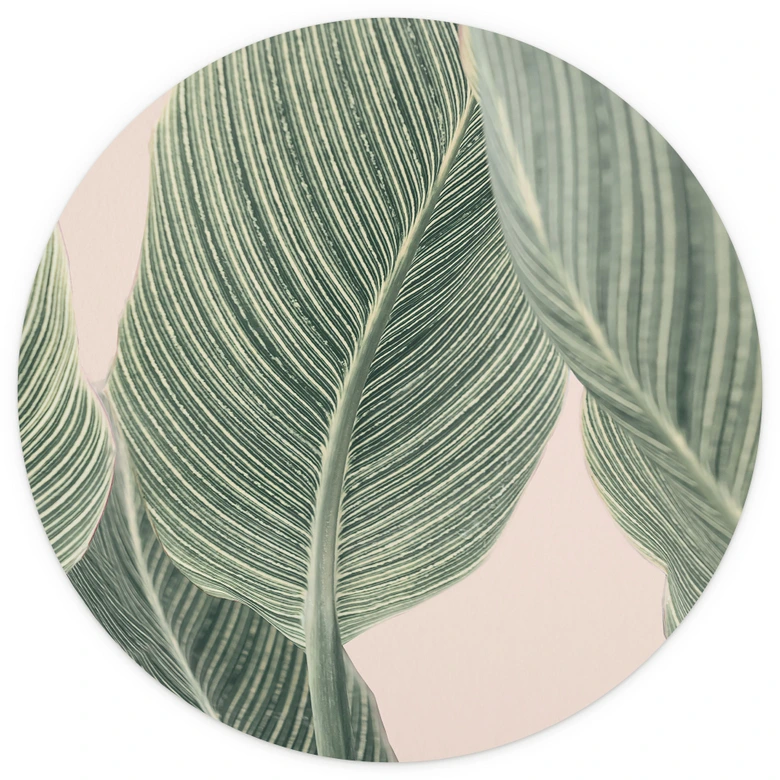 Papier peint photo rond Plante Calathea - Sisi & Seb - papier peint intissé/papier peint intissé autocollant 