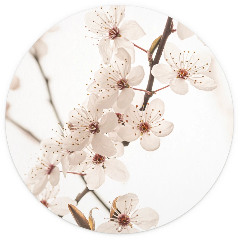 Fotobehang tak met witte kersenbloesems - Sisi & Seb - Rond 