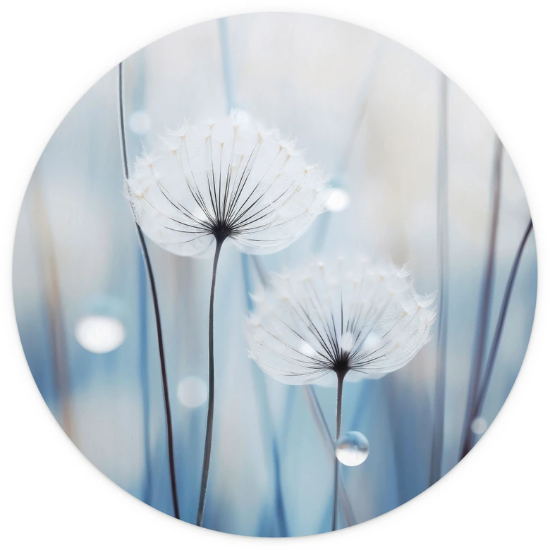 Fototapete Tauperlen auf Pusteblumen - Treechild - Rund - Selbstklebend/Vlies 