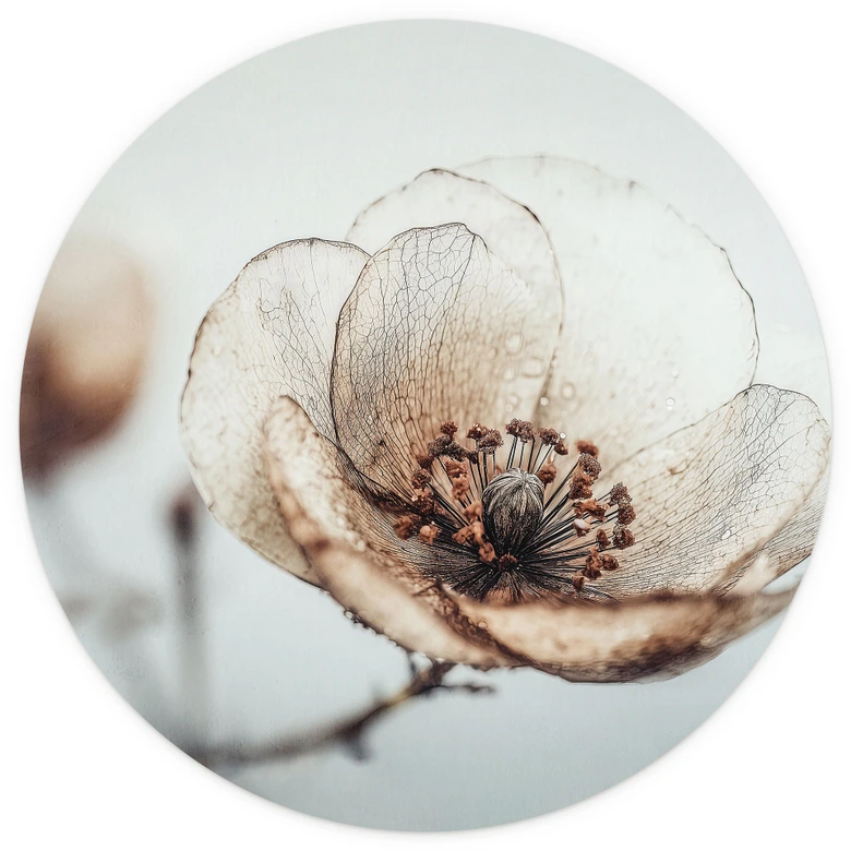 Florale Fototapete Trockenblüte Beige Naturpoesie - Treechild - Rund - Selbstklebend/Vlies 