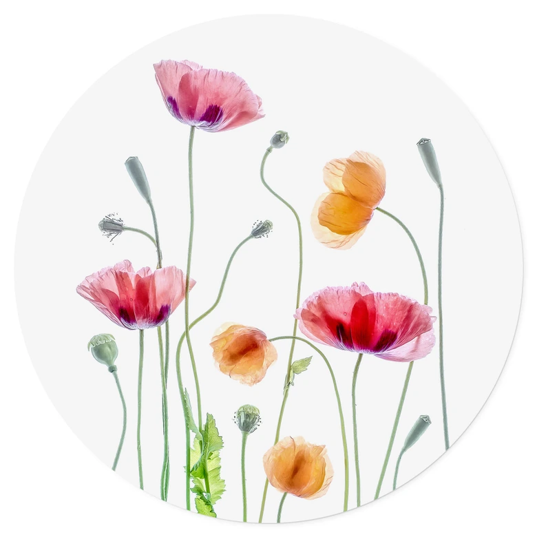 Wandtattoo Blumen - Bunte Mohnblumen Rund - Disher 