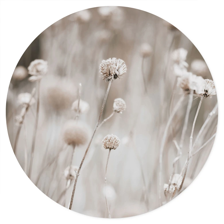 Sticker mural Fleurs séchées dans des tons doux - Annie - Rond 