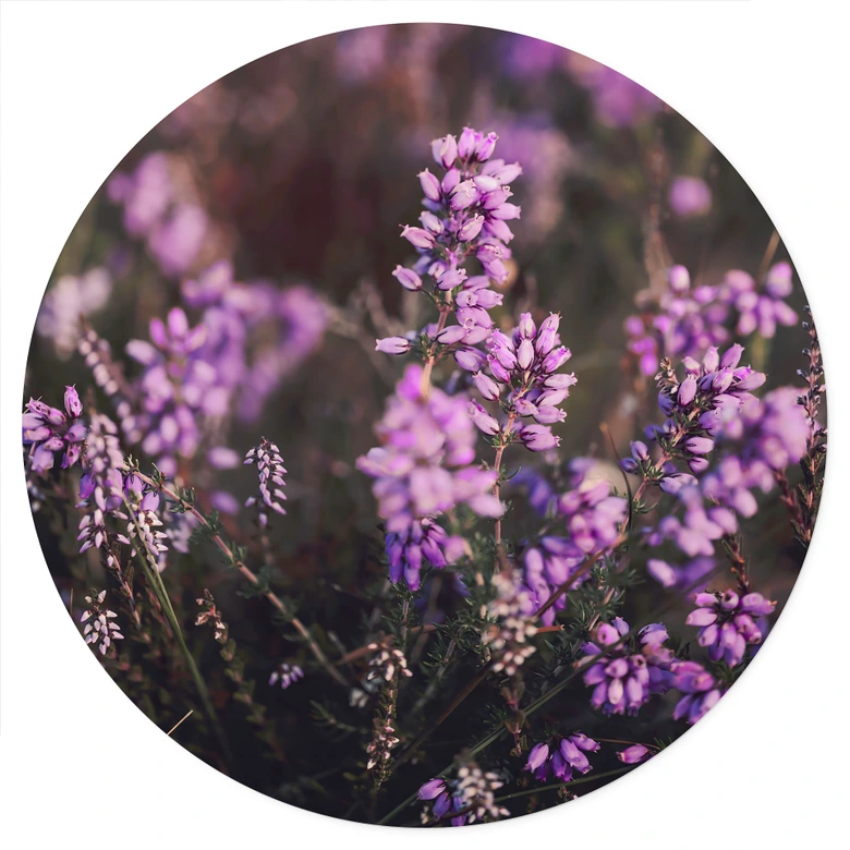 Sticker mural Fleur de bruyère violette dans la lumière chaude | Fleurs stickers muraux - Annie - Rond 