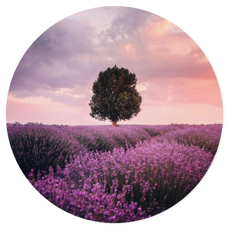 Wall sticker Purple lavender fields at sunset - Cevik - Round 