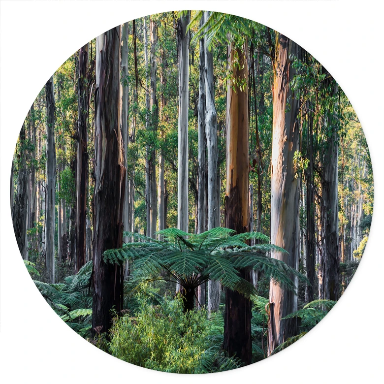 Eukalyptusskov i Yarra Ranges Wallsticker - Colombo - Round 