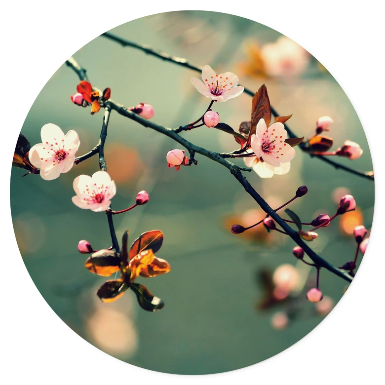 Vinilo decorativo Despertar de la primavera - Redondo 