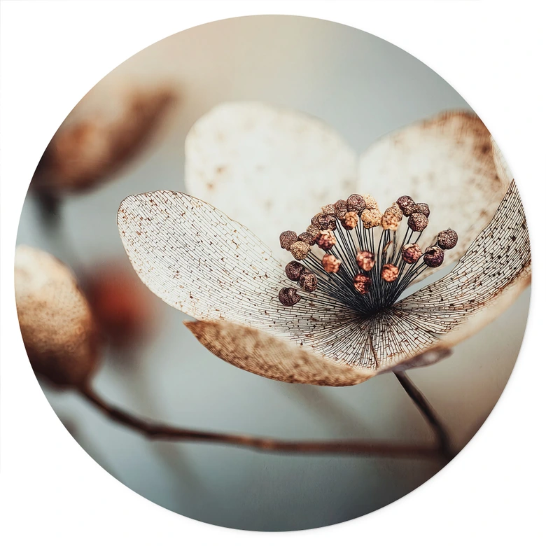 Blumen Wandtattoo Boho Trockenblume Makro - Treechild - Rund 