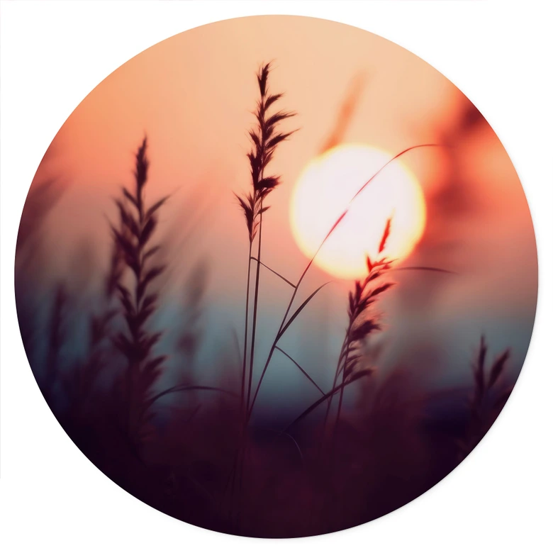 Natur Wandtattoo Gräser im Licht der glühenden Sonne - Treechild - Rund 