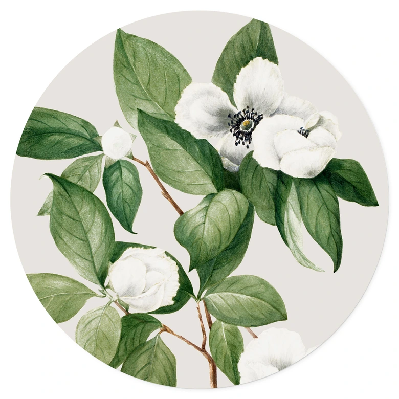 Wandtattoo Botanik Illustration einer Scheinkamelie - Walcott - Rund 