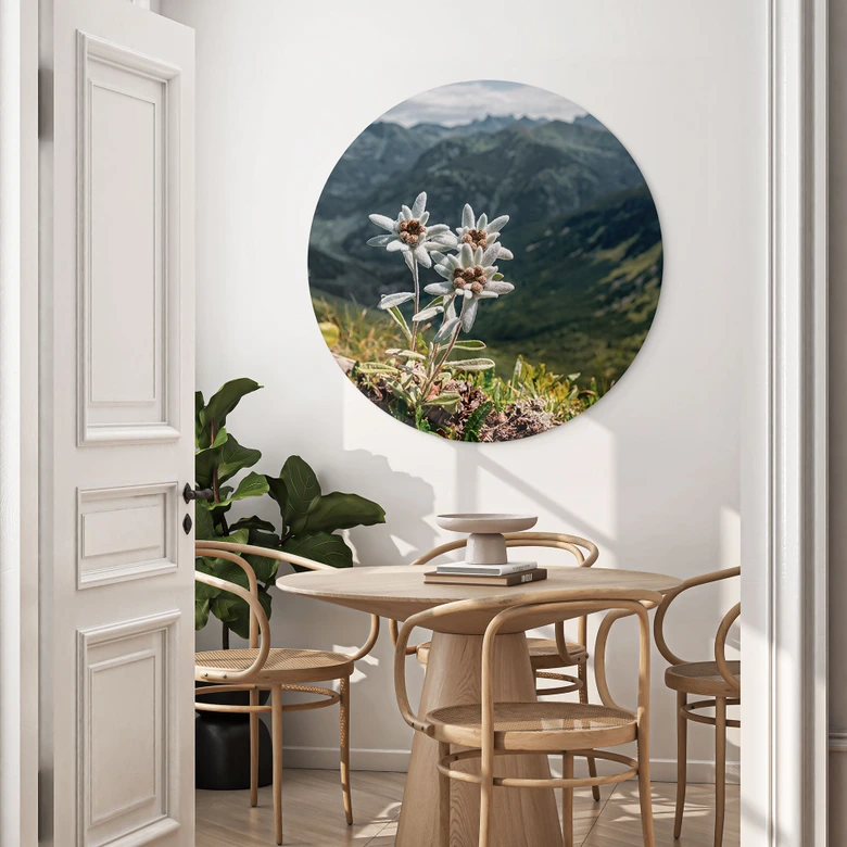 Wandbild Weißer Alpen-Edelweiß auf dem Berg - Alu-Dibond - Rund 