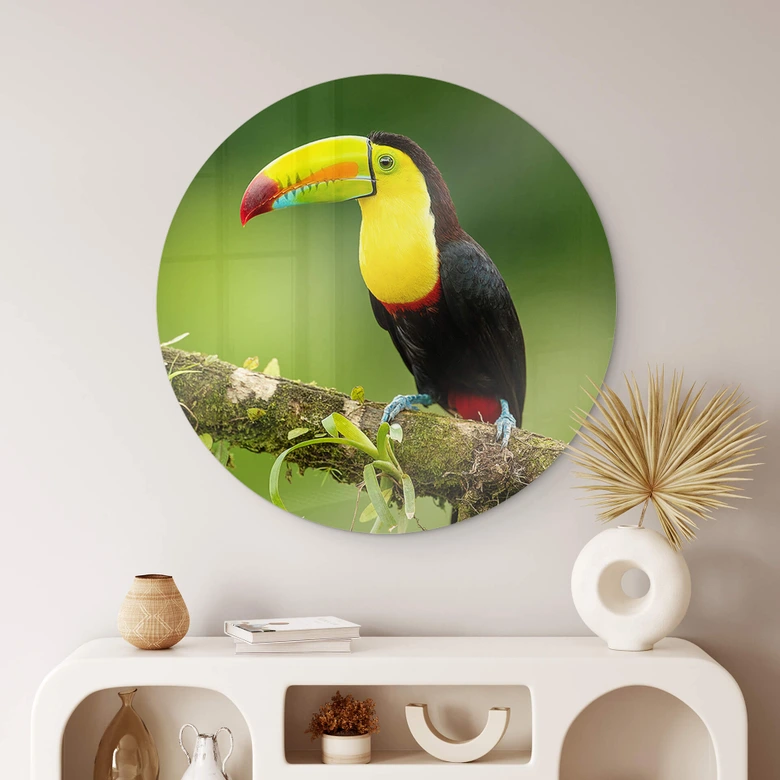 Glasbild van Duijn - Fischertukan in Costa Rica - Rund 