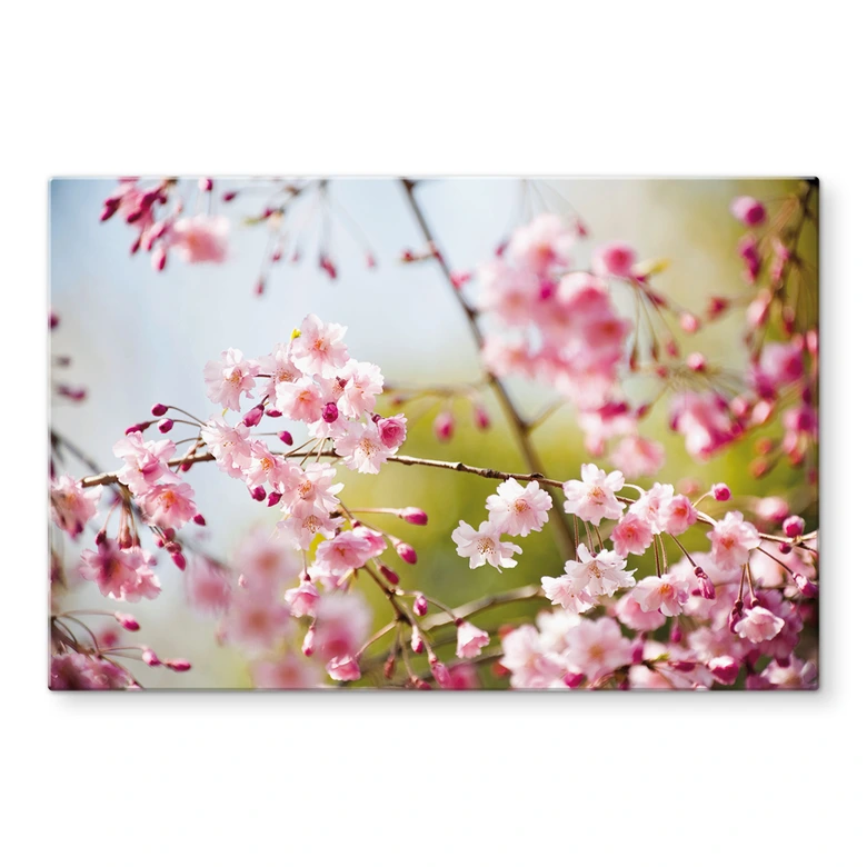 Spritzschutz Cherry Blossoms 