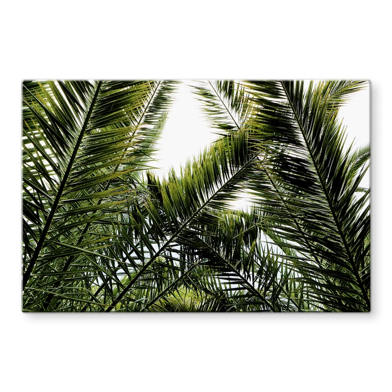 Spatscherm Palmbomen 