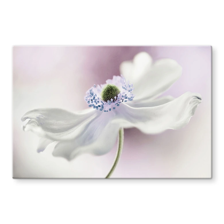 Spritzschutz Disher - Anemone Breeze 