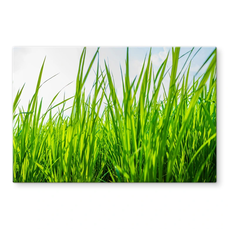 Spritzschutz Grüne Wiese 