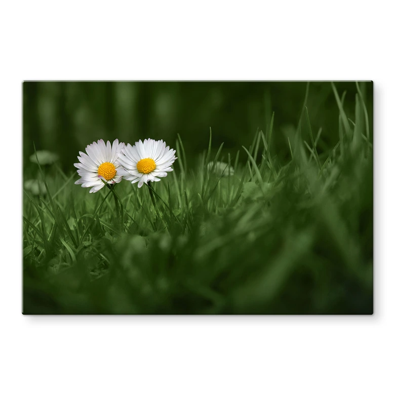 Spritzschutz Ben Heine - Zwei Gänseblümchen 