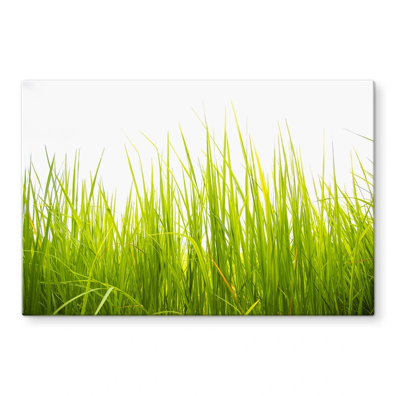 Spritzschutz Hohes Gras 