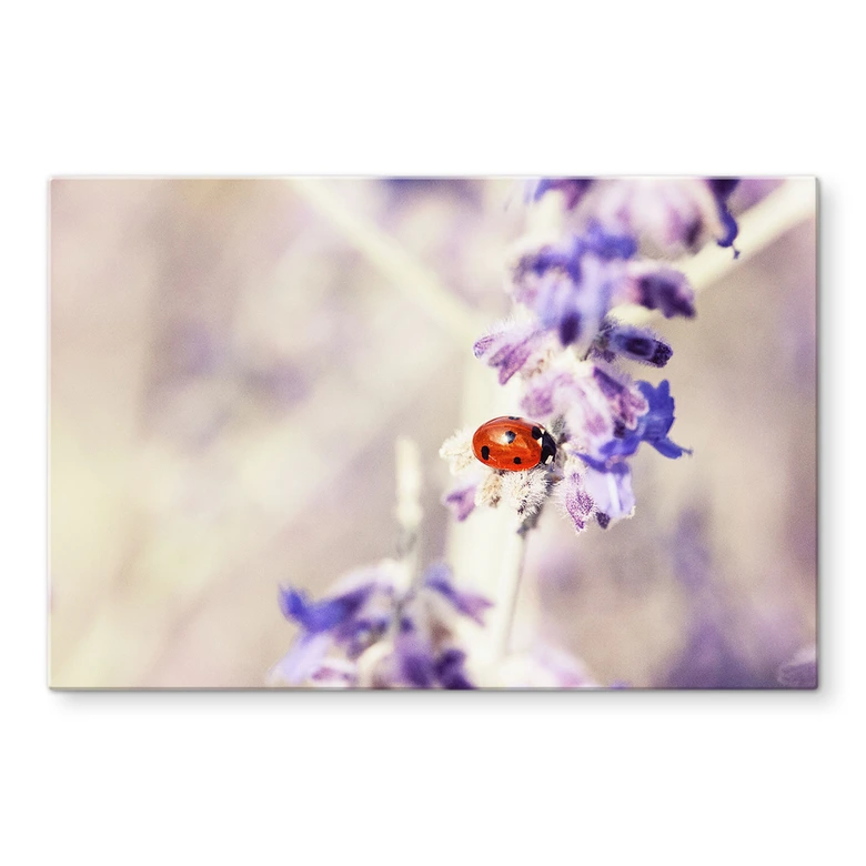 Spritzschutz Little Friend 