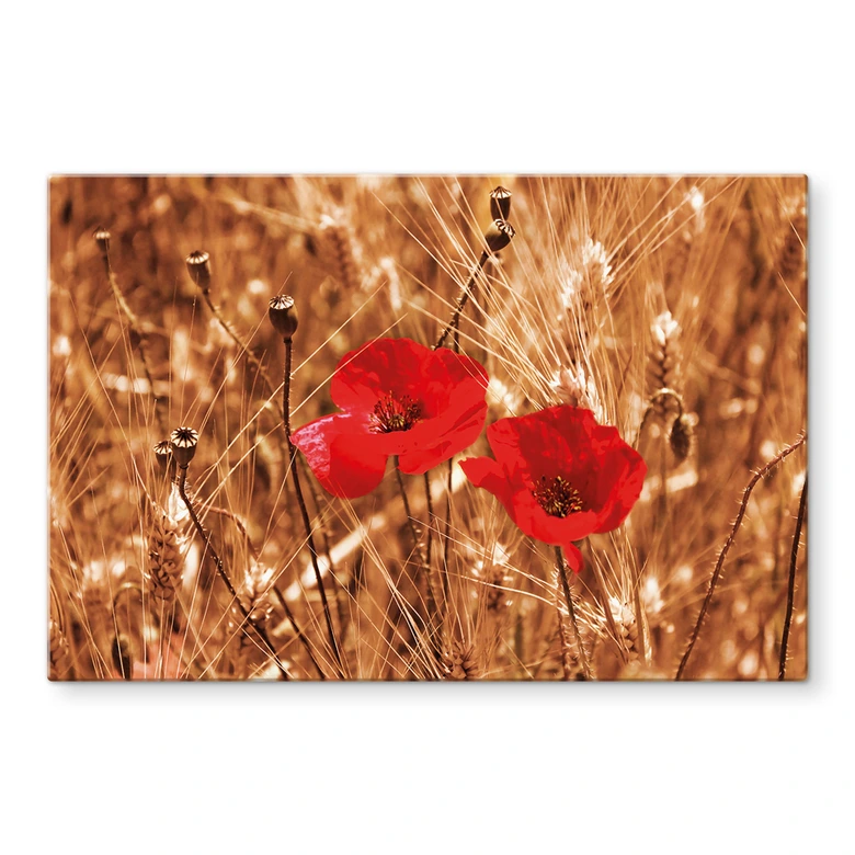 Spritzschutz Mohnblüten im Feld 