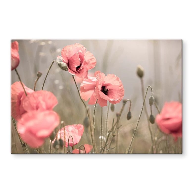 Crédence Delgado - Fleur de coquelicot romantique 