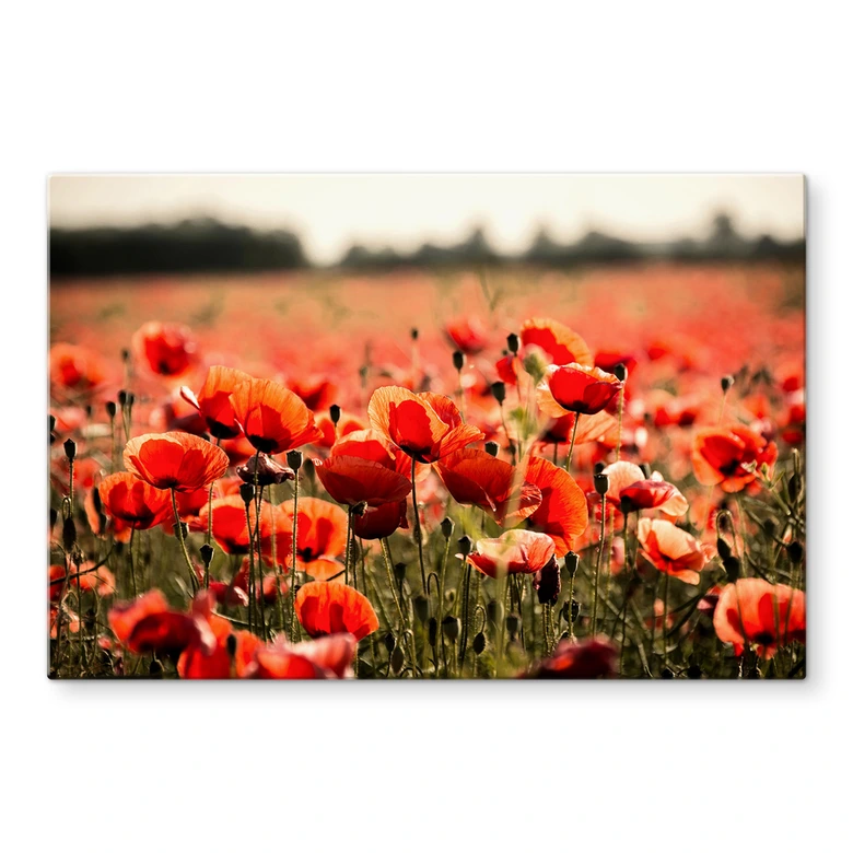Spritzschutz Poppy Field 