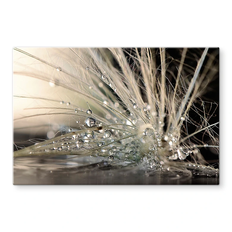 Splashback Zahirimehr - Story of a Waterdrop 