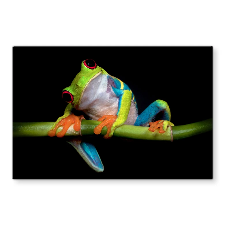 Spritzschutz Valverde - Green Frog 