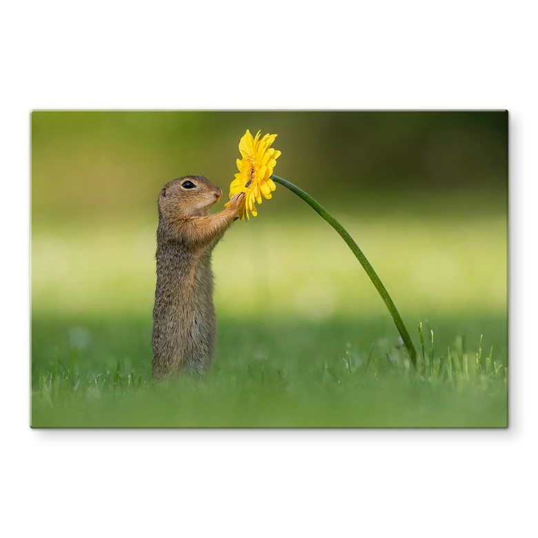 Spritzschutz van Duijn - Erdhörnchen hält Blume 