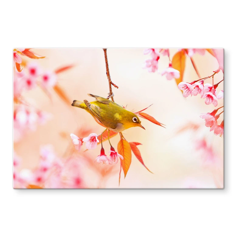 Küchenrückwand Vogelgezwitscher in der Kirschblüte 