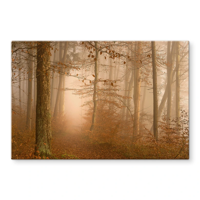Spritzschutz Dunst und Licht im herbstlichen Wald - Maier 