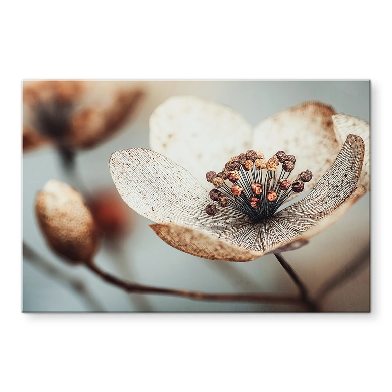 Spritzschutz Boho Trockenblume Makro - Treechild - Panorama 