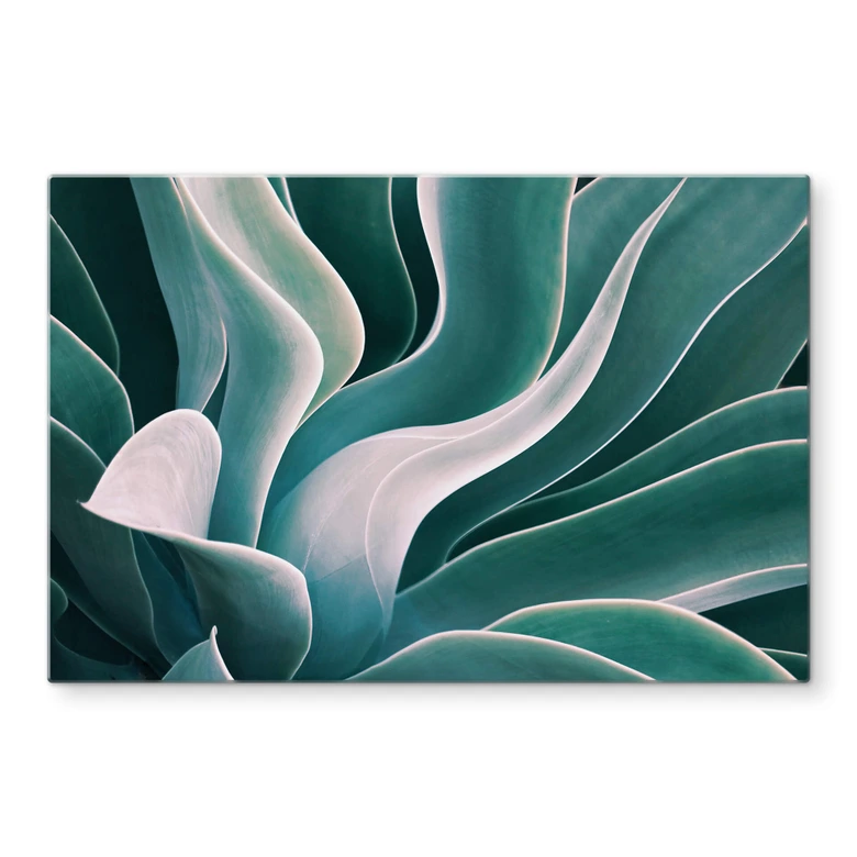 Spritzschutz Wechsler - Agave Pflanze im Morgenlicht 