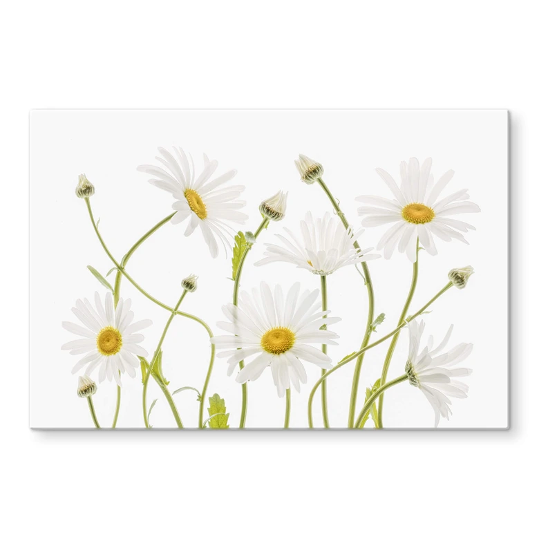 Stænkplade - Disher - Ox eye Daisies 