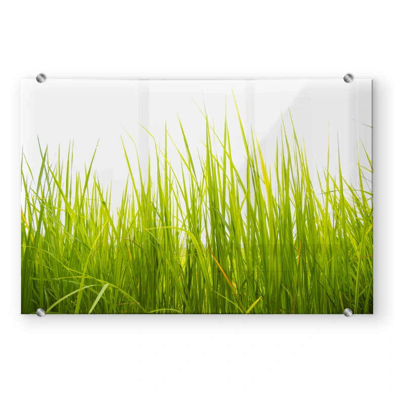 Spritzschutz Hohes Gras - Transparent 
