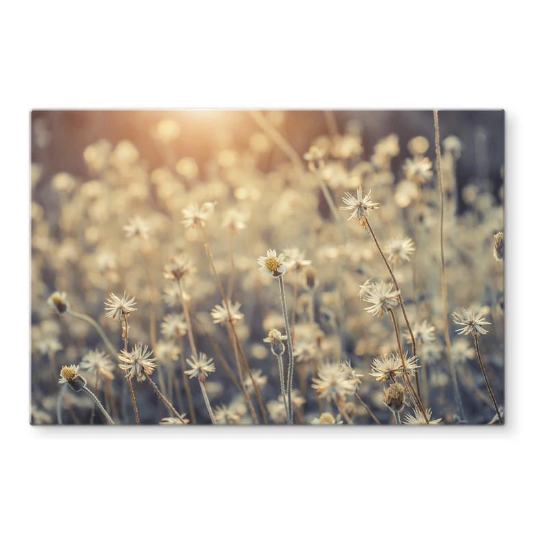 Spritzschutz Mexican Daisy 