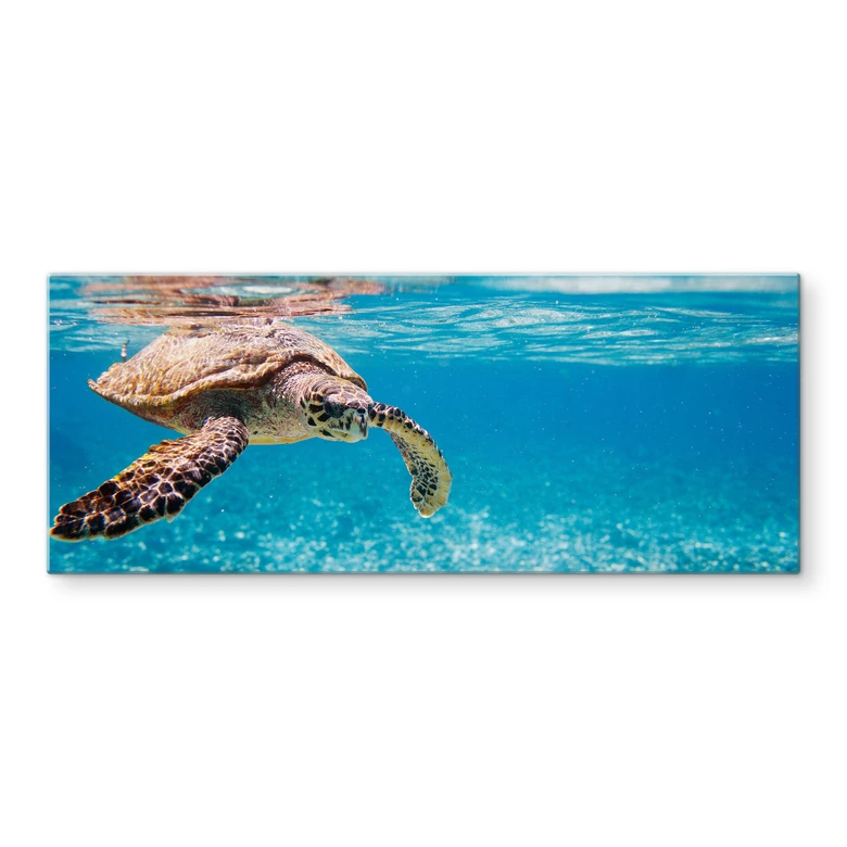 Spatscherm Schildpad op Reis - Panorama 