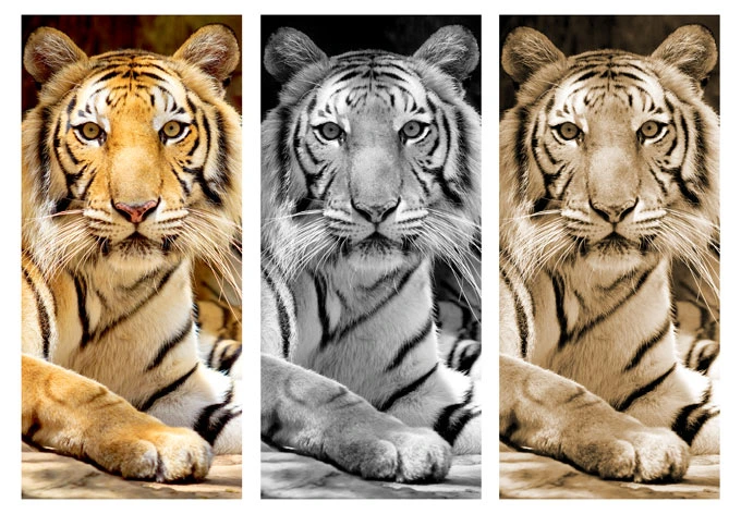 Door decor: Tigers 