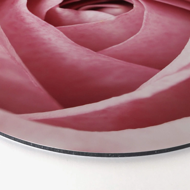 Alu-Dibond Die rosa Rose - Rund 